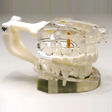 Zahnentwicklungsmodell – 10 Jahre – GF Dental di Ficuciello Antonino, Gipszusätze, Stumpflacke und Gipslöser