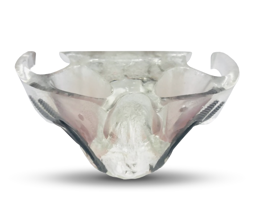 Demonstration model of jaw – GF Dental di Ficuciello Antonino, Gipszusätze, Stumpflacke und Gipslöser
