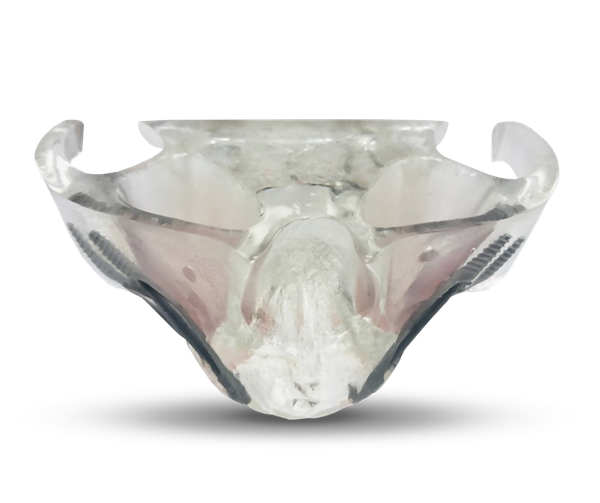 Demonstration model of jaw