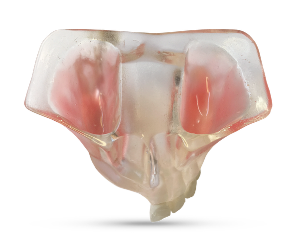Demonstration model of jaw