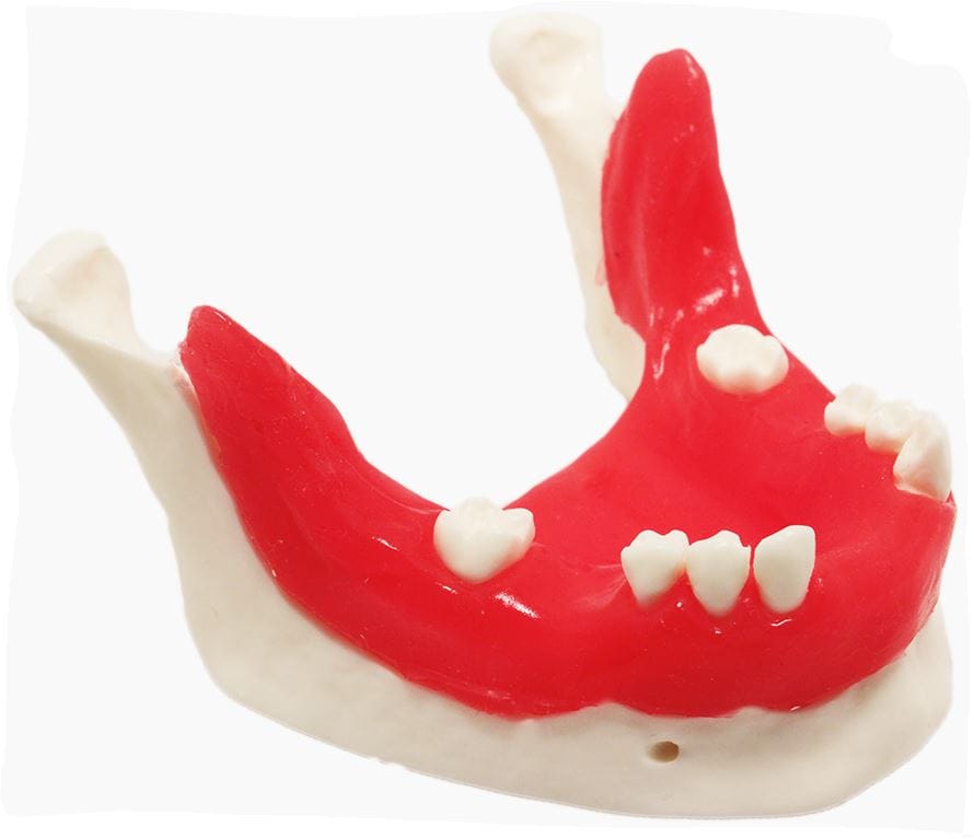 E21/T - Modèle de mandibule pour la formation en implantologie – GF Dental di Ficuciello Antonino, Gypsum Additives, Die Hardeners and Plaster Removers