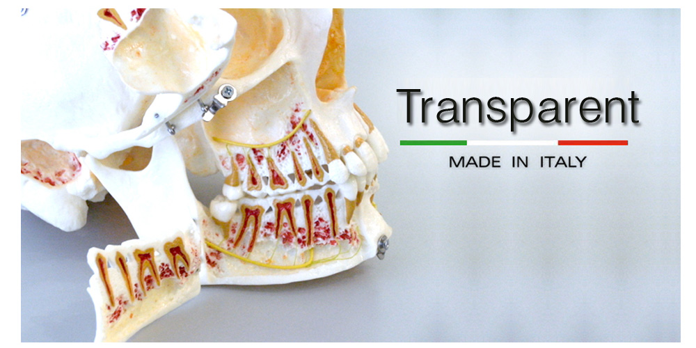 Transparentes Zahnmodell – GF Dental di Ficuciello Antonino, Die & Model Materials