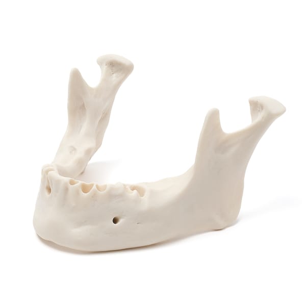 MANDIBULA A3 BONE