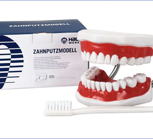 Zähneputz-Modell-Bürste – Hager & Werken, Prophylaxe-Polierer