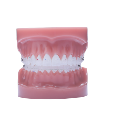 Phantom Luxe Typodont - Piece – IOS International Orthodontic Services