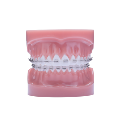 Phantom Pluse Typodont - Piece – IOS International Orthodontic Services