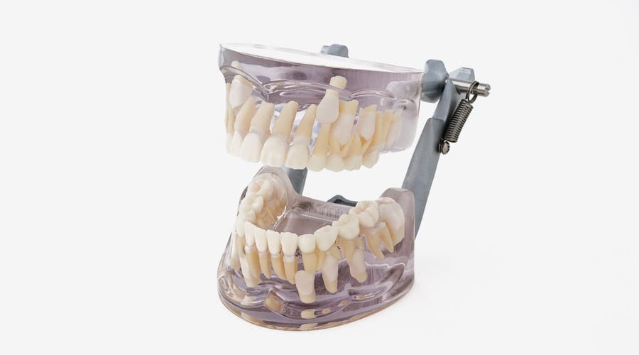 Modelli didattici di denti decidui – MORITA EUROPE, Equipment