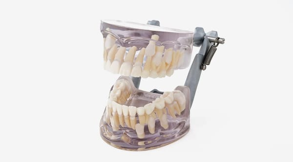 Modelli didattici di denti decidui