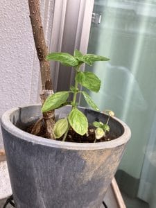Zahnbürste Alka Torne – P.D.R.Co.,Ltd., Zahnbürsten