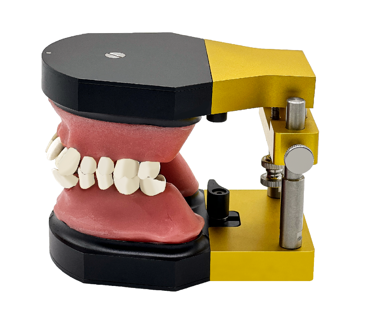 Teaching model Typodont – Zhejiang Risheng Medical Technology Co ., Intraoral Appliances