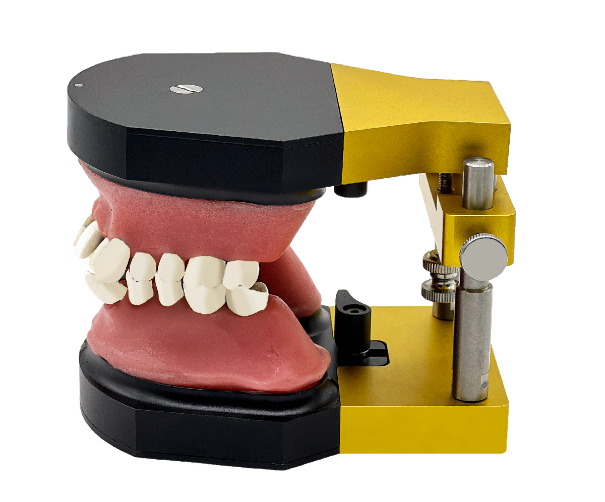 Teaching model Typodont – Zhejiang Risheng Medical Technology Co ., Intraoral Appliances